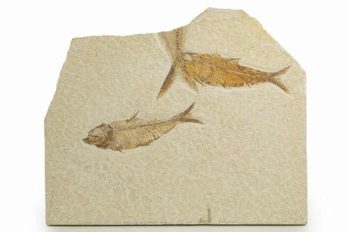 Shale With Two Fossil Fish (Knightia) - Wyoming #320406